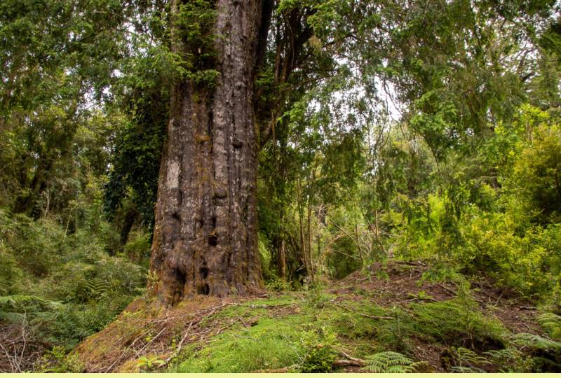 Parque El Mañío - Parcelas  & Conservación